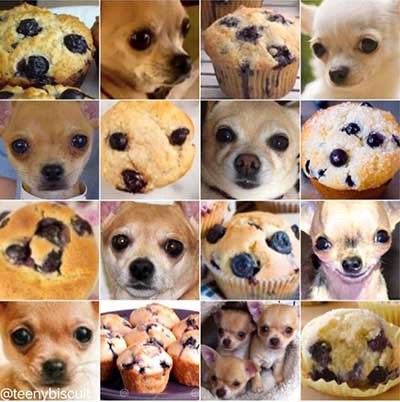 Photo grid of chihuahua faces and blueberry muffins that look surprisingly alike